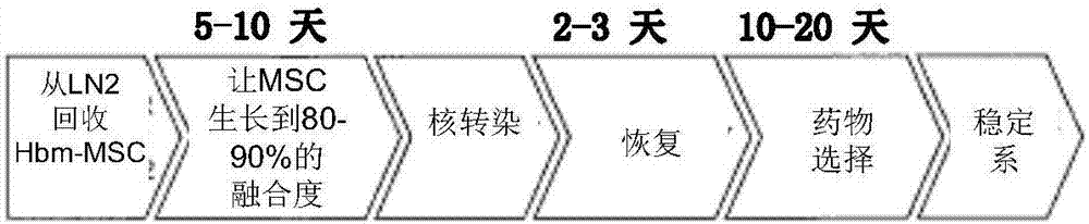 使用同源重组改造间充质干细胞的制作方法