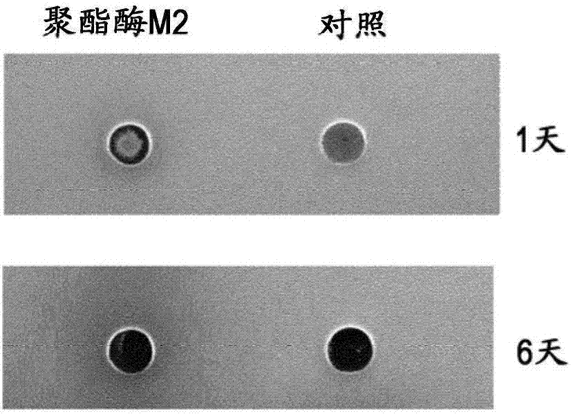 具有聚酯降解活性的新多肽及其用途的制作方法