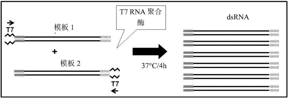 控制昆虫害虫的RNA聚合酶II33核酸分子的制作方法
