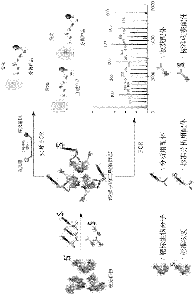 把外部生物分子作为标准物质使用的生物分子的分析方法及其试剂盒与流程