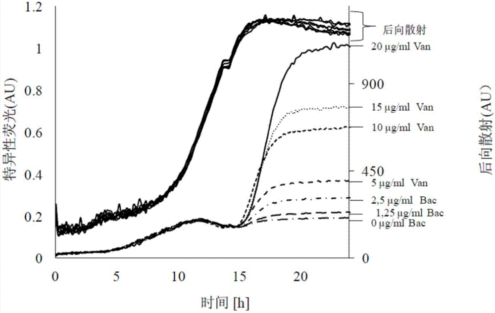 用于微生物蛋白质分泌检测和定量的传感器的制作方法