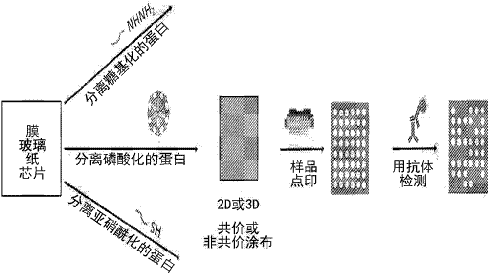 用于分析蛋白修饰的化学上官能化的阵列的制作方法