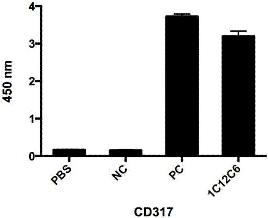 抗人和鼠CD317的单克隆抗体及其制备方法和应用与流程