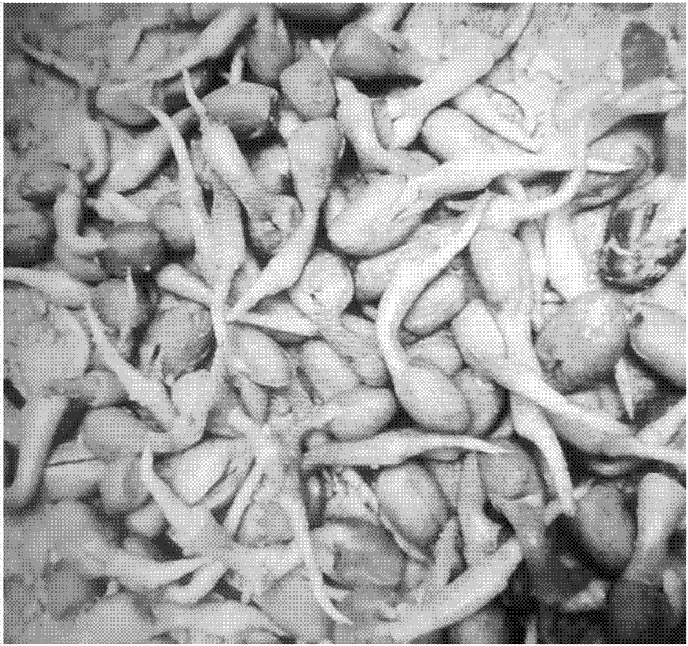 一种鲜活无根花生芽的生产方法与流程