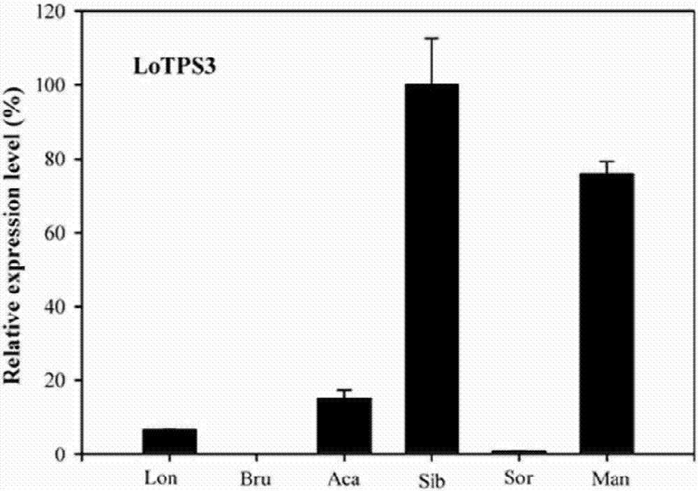 一种百合萜类花香基因LoTPS3及其应用的制作方法