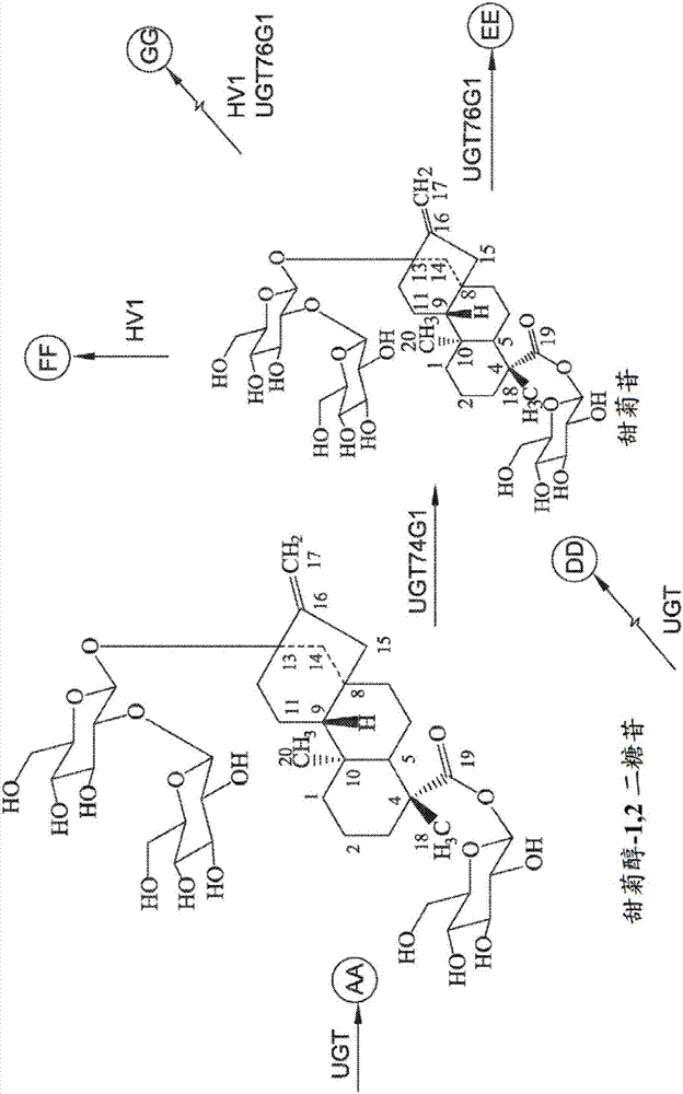 使用工程化全细胞催化剂生产无热量甜味剂的制作方法