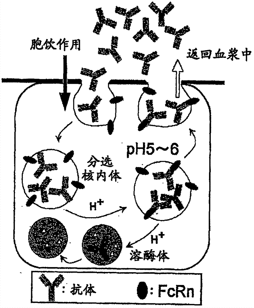 与多个分子的抗原反复结合的抗原结合分子的制作方法