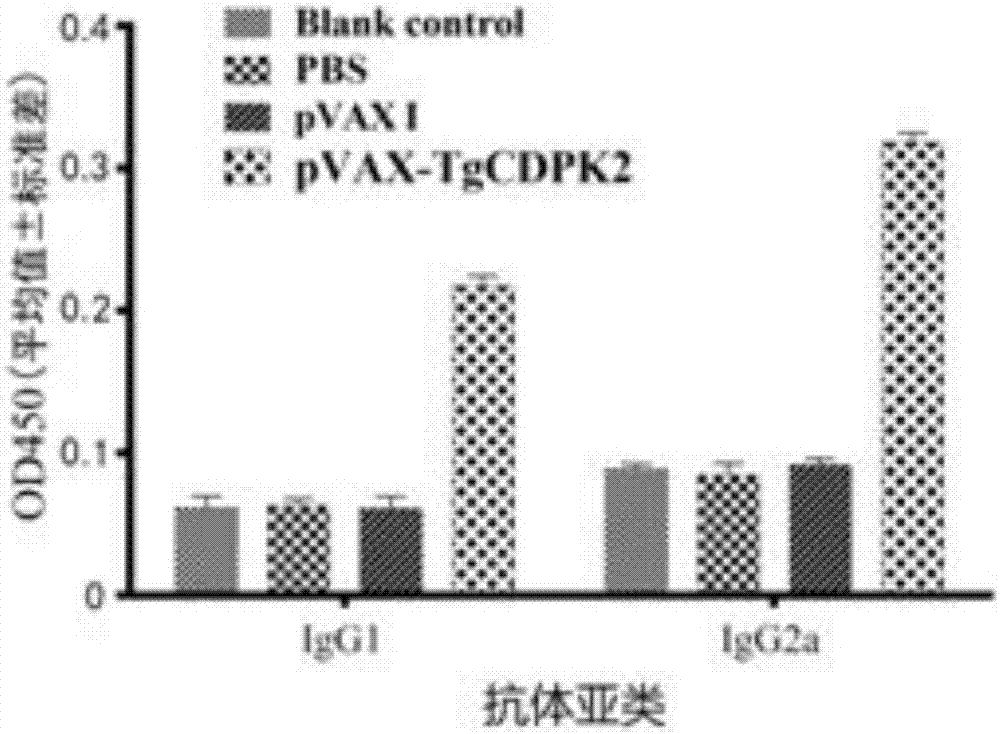 一种用于弓形虫感染预防的核酸疫苗及其应用的制作方法