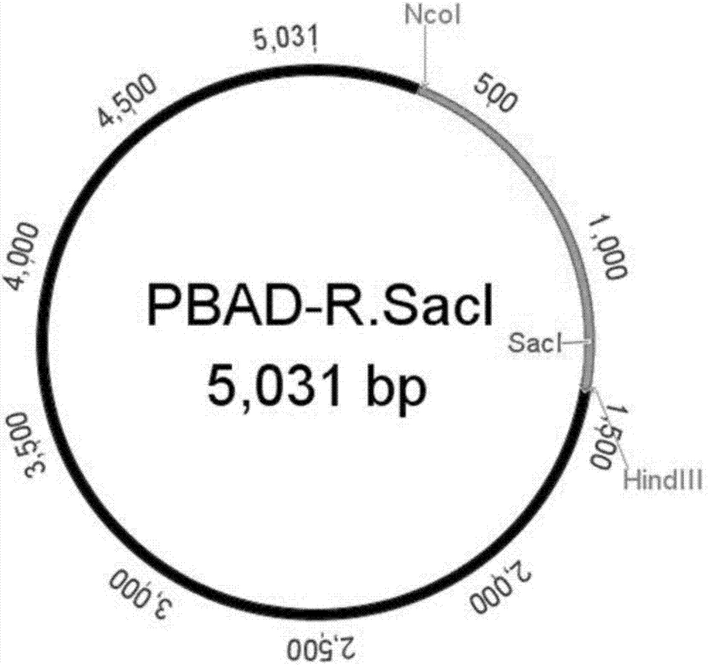 用于表达限制性内切酶SacI的甲基化保护菌株的筛选方法与流程