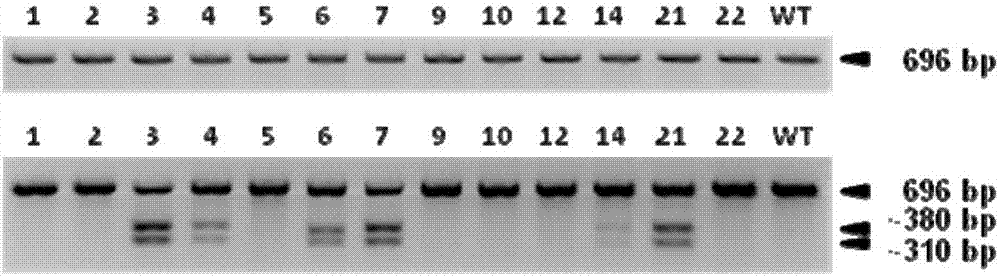 降低CRISPR/Cas9介导的胚胎基因编辑脱靶率的方法与流程