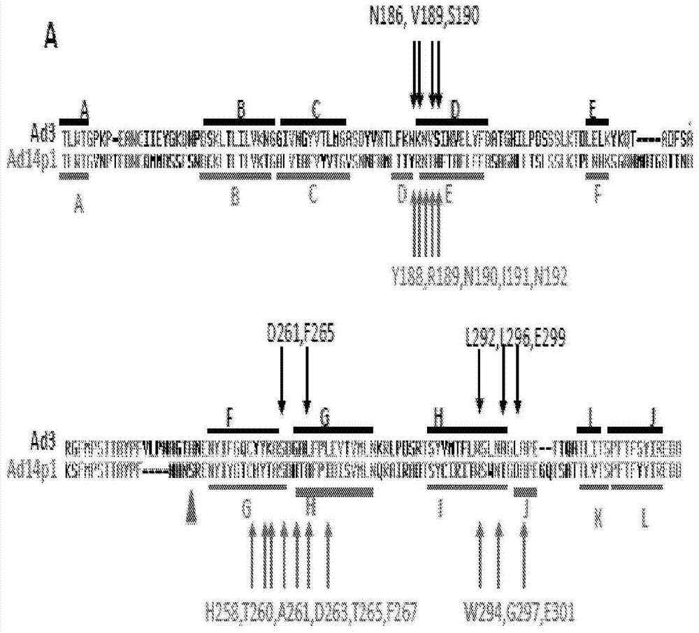 桥粒芯糖蛋白2(DSG2)结合蛋白质及其用途的制作方法