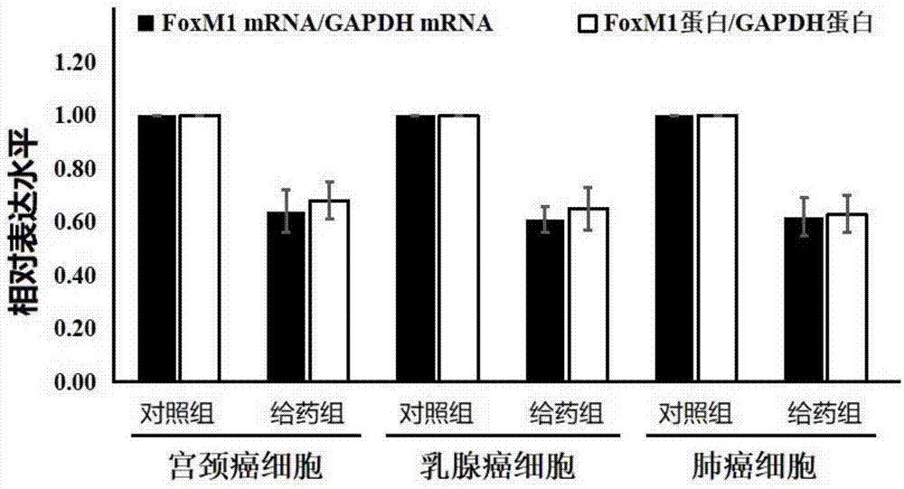 异黄菲灵下调FoxM1基因的用途及在肿瘤治疗方面的应用的制作方法