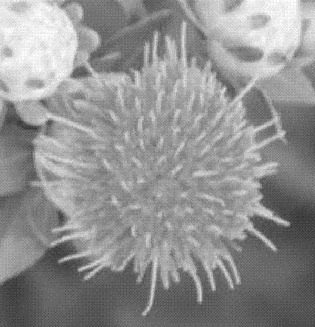 一种盛开期红花花丝图像二维中心点提取方法与流程