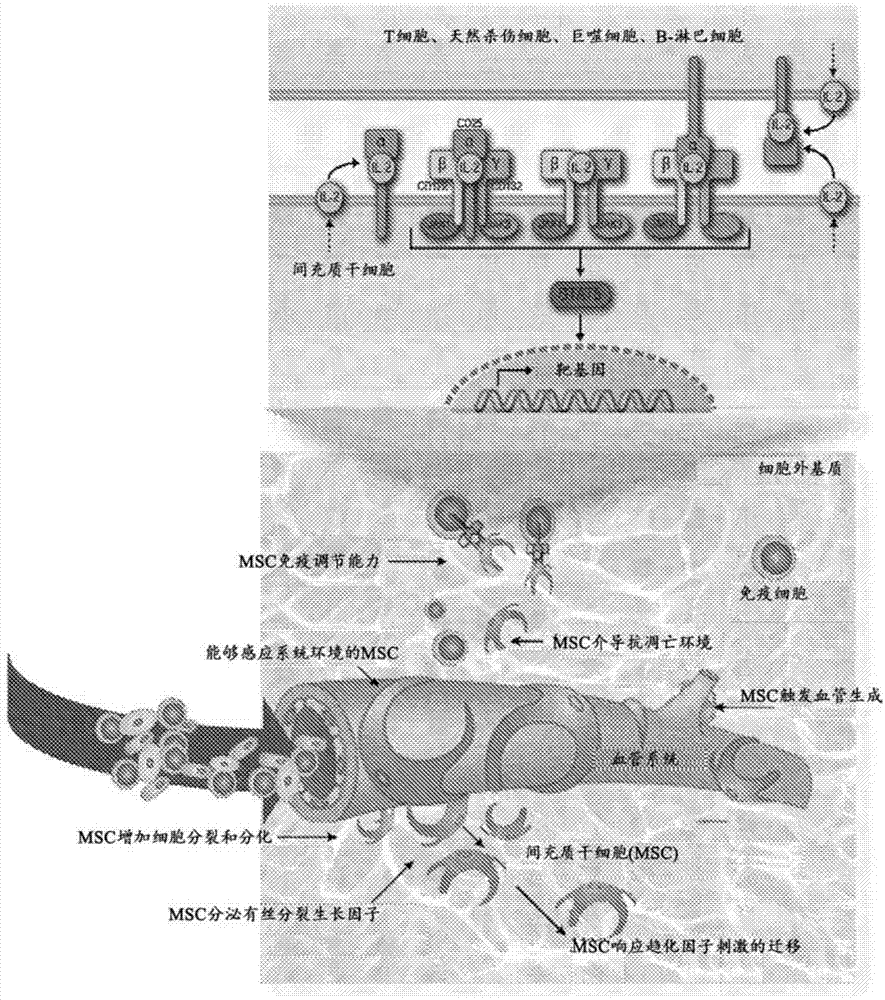 基于IL-2的疗法和基于间充质干细胞的疗法的伴随方法和试剂盒与流程