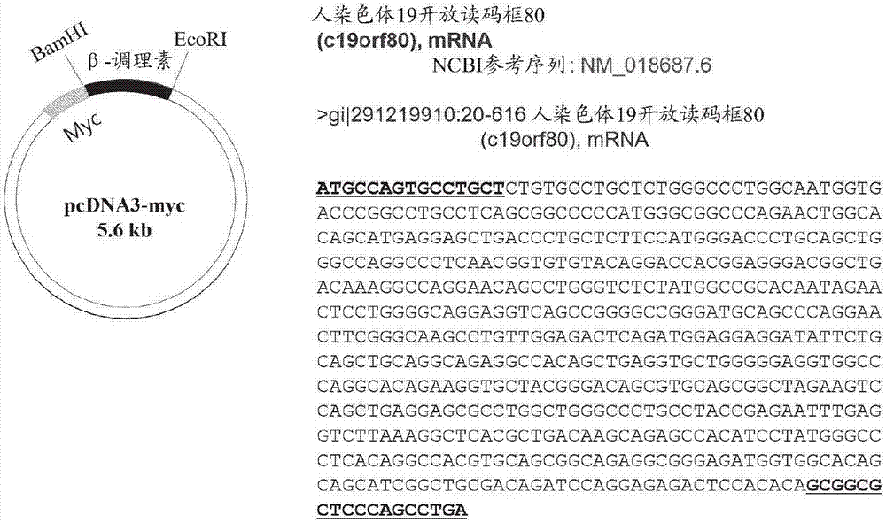 用于延长蛋白质半衰期的方法与流程