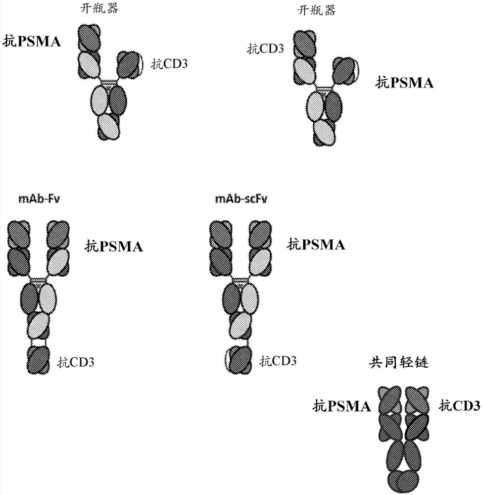 结合CD3和PSMA的异二聚抗体的制作方法