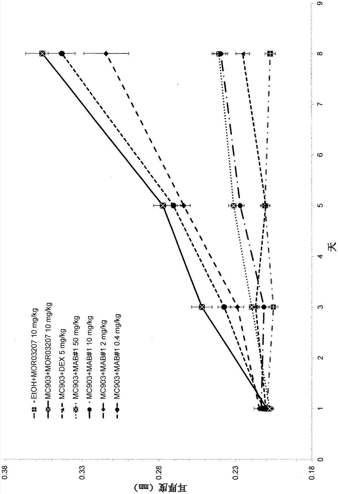 IL-17C的抗体的制作方法