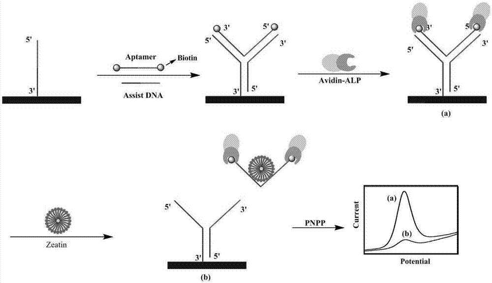 一种检测玉米素的电化学生物传感器及其制备方法与