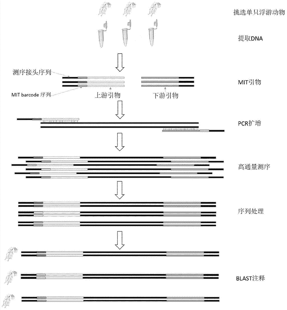 一种利用高通量测序构建浮游动物条形码数据库的方法与流程