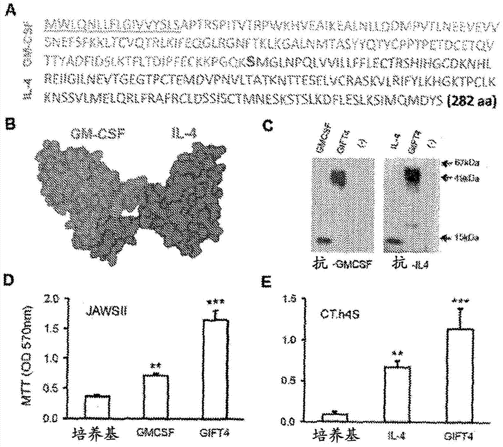GM-CSF和IL-4轭合物、组合物以及与其相关的方法与流程