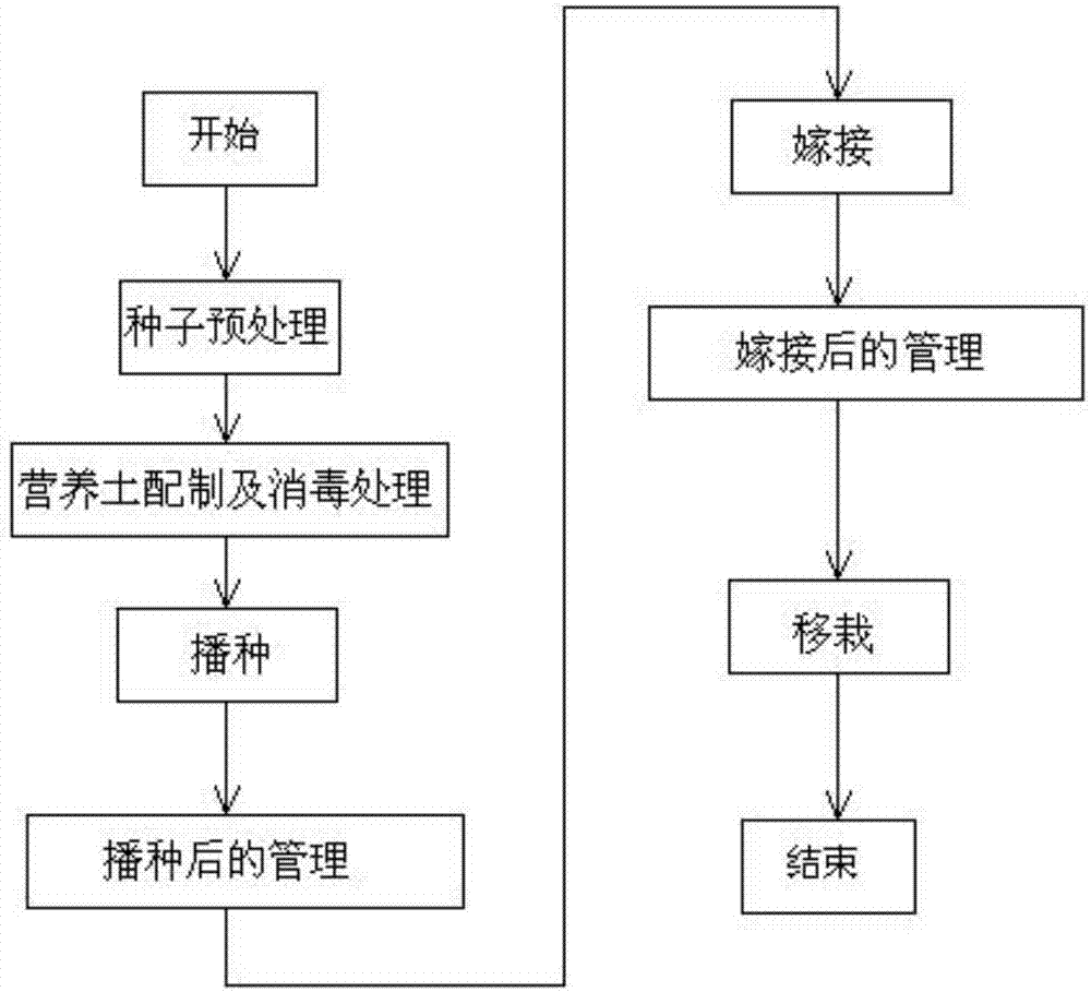 一种黄连木苗木的高效育苗方法与流程