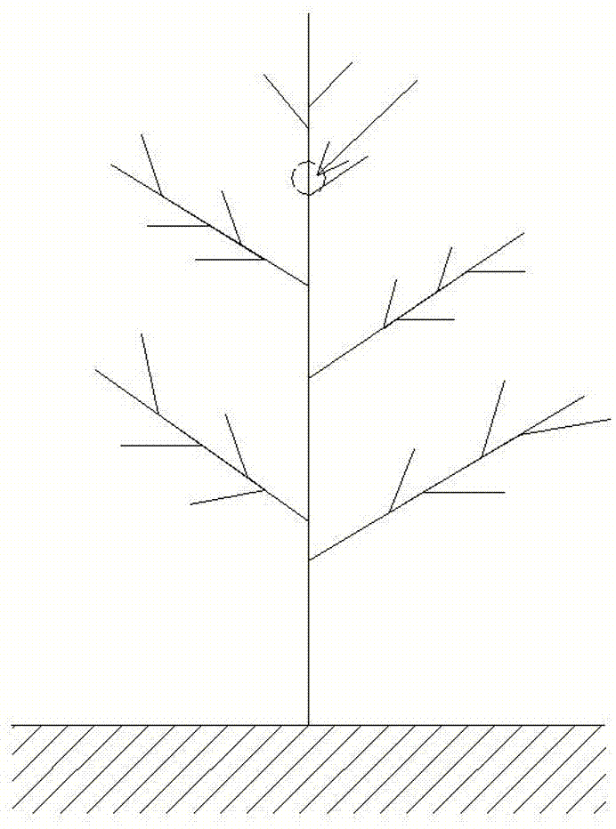 一种果树自然平衡留枝牵制落头方法与流程