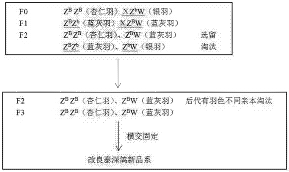 一种改良泰深鸽的培育方法与流程