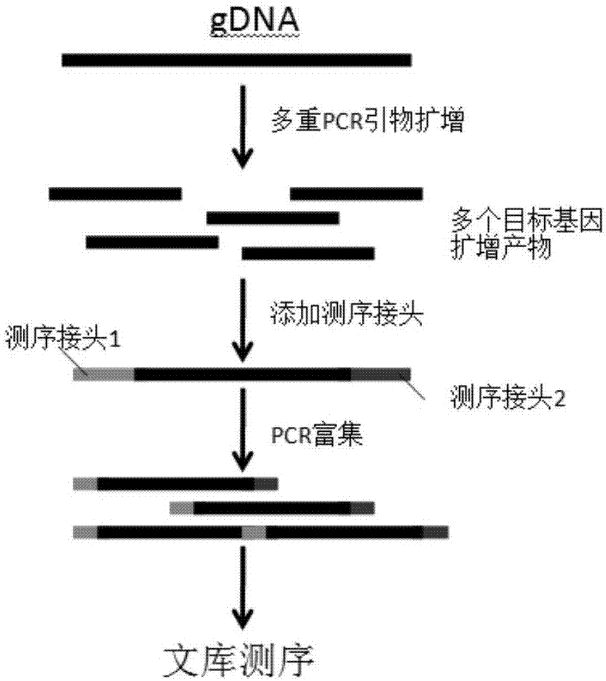 一种构建基于淋巴瘤基因检测的高通量测序文库的方法及其应用与流程