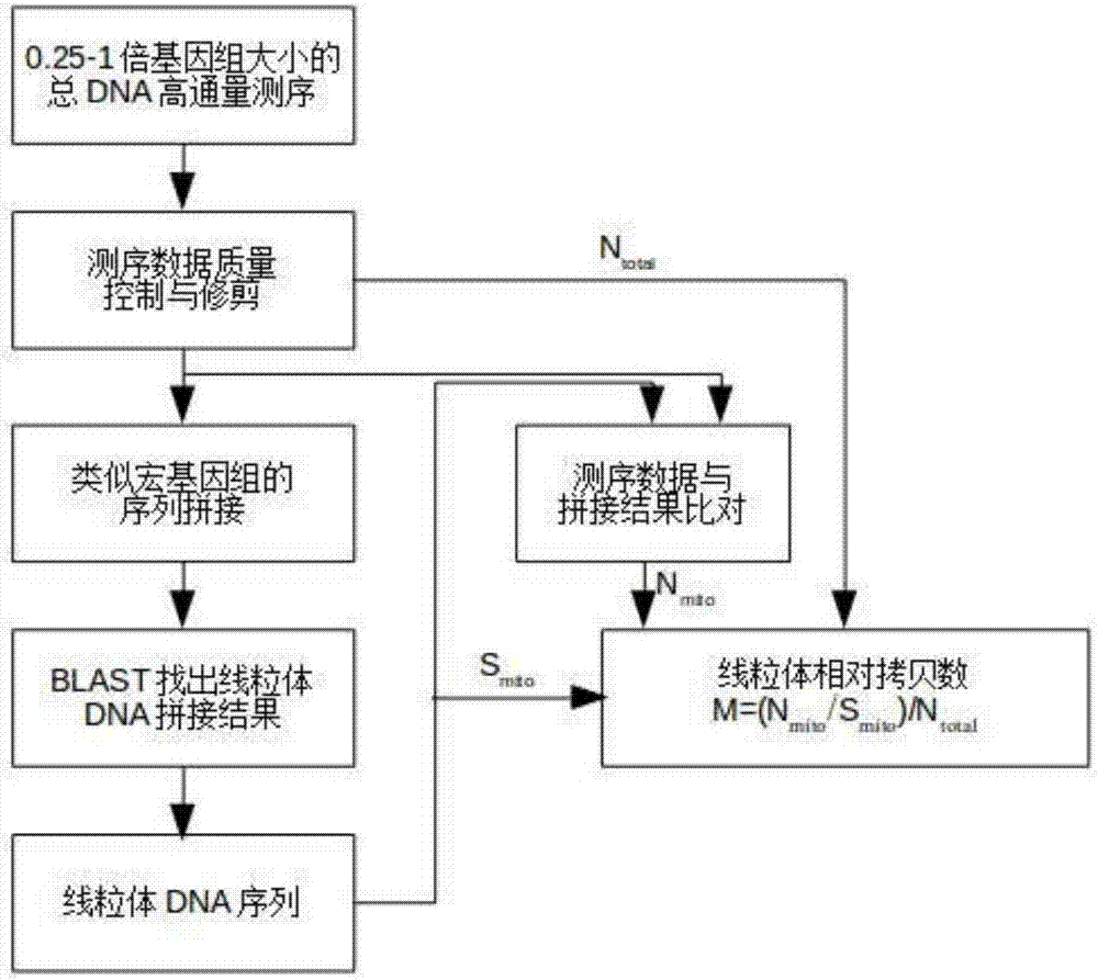 一种基于高通量测序的线粒体序列拼接及拷贝数测定的方法与流程