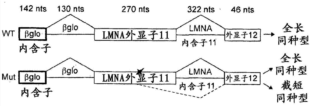 用于治疗过早衰老和尤其是早衰的化合物的制作方法