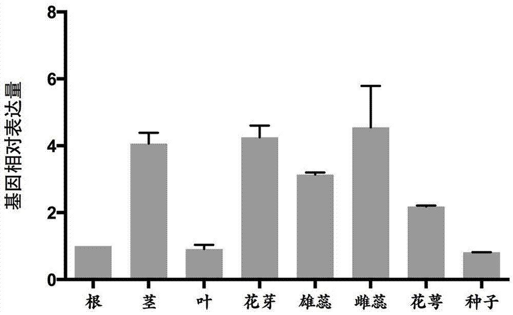 一个烟草氯离子通道蛋白NtCLC2及其应用的制作方法