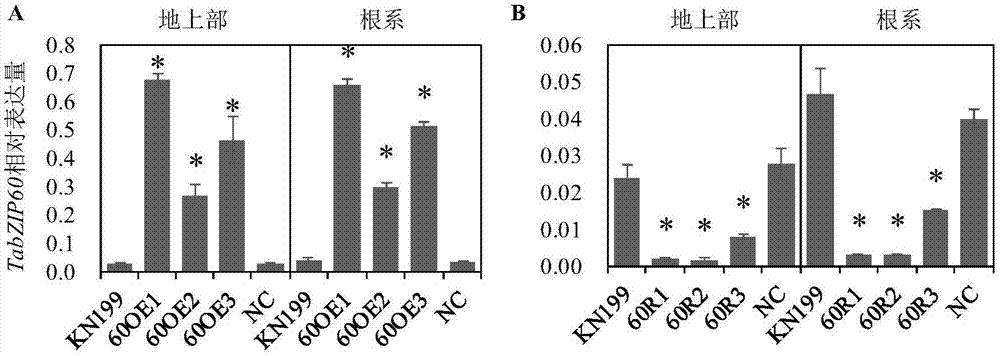 蛋白质TabZIP60在调控植物对氮素吸收中的应用的制作方法