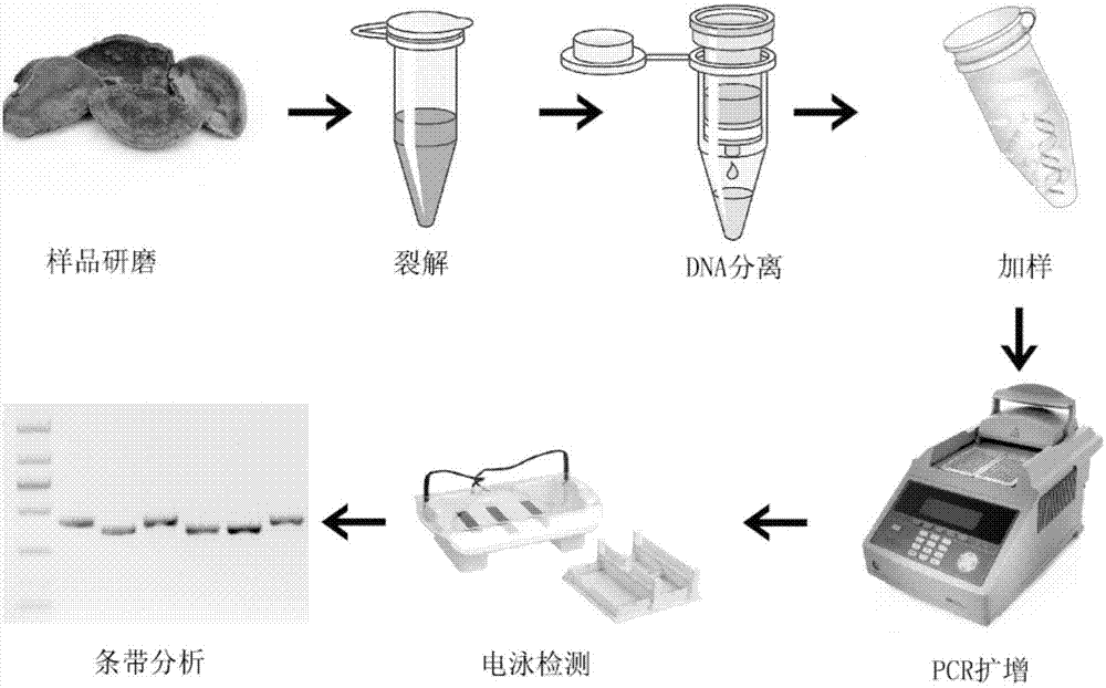 引物对及其在鉴别桑树桑黄中的应用的制作方法