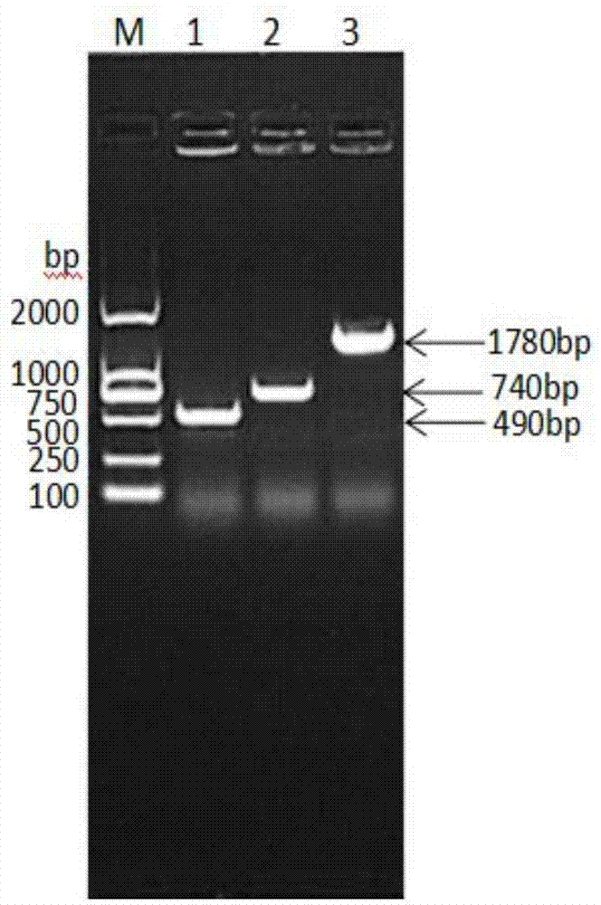 猪白蛋白-干扰素α-白介素2融合蛋白、制备方法及其编码基因、一种猪长效干扰素与流程