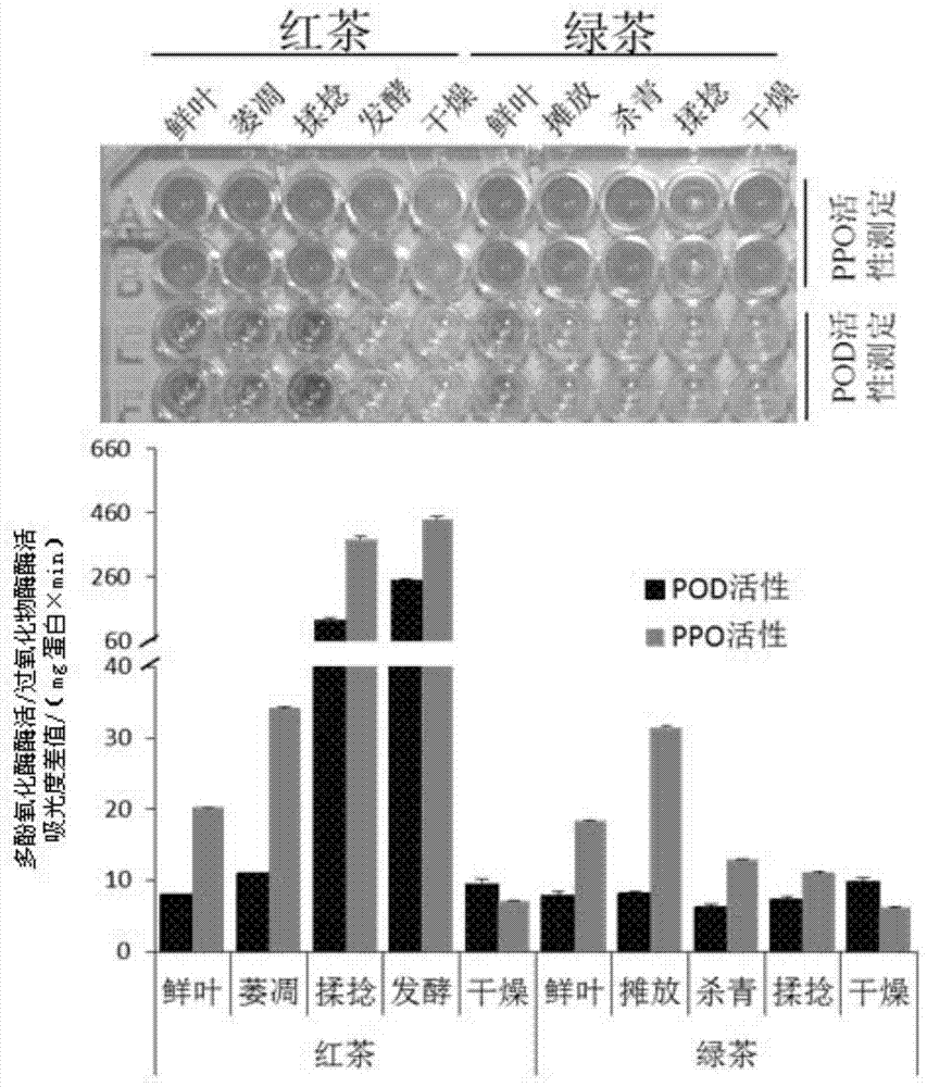 来源于茶叶的与茶黄素生成相关的过氧化物酶POD2及其应用的制作方法