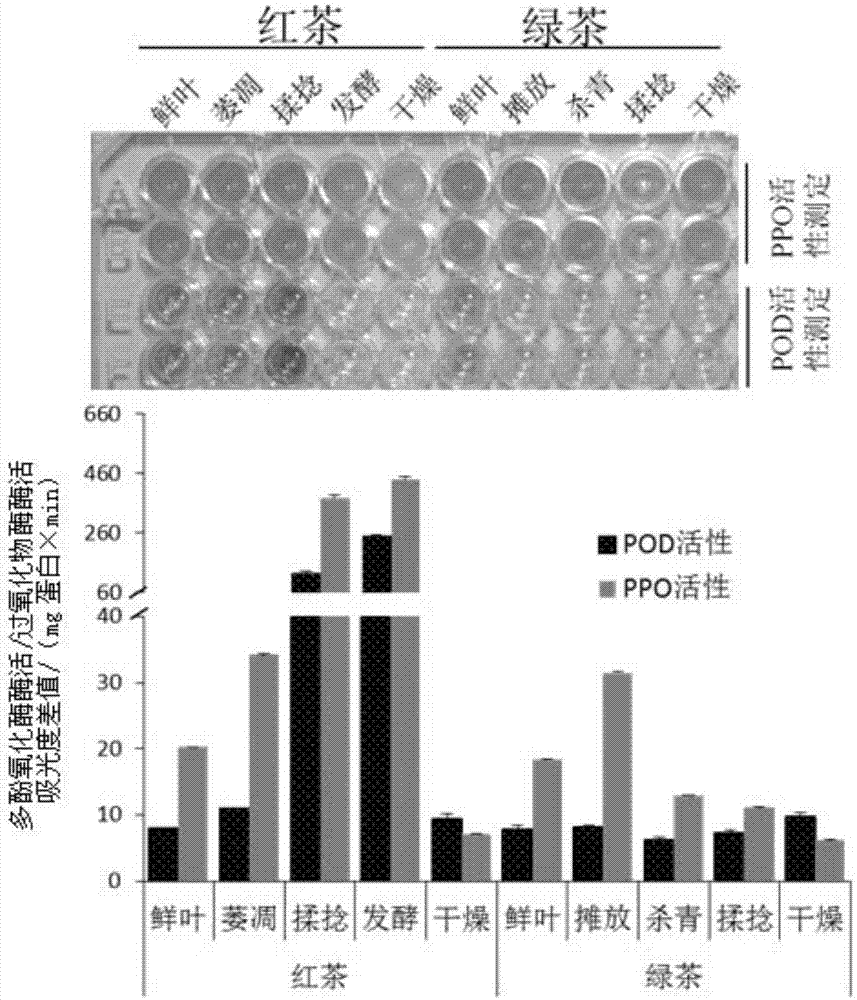 来源于茶叶的与茶黄素生成相关的过氧化物酶POD1及其应用的制作方法