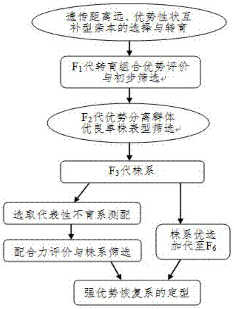 一种杂交水稻恢复系的选育方法与流程