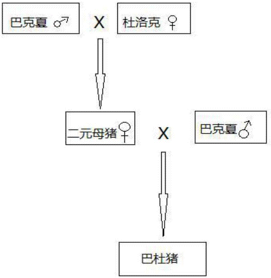 一种巴杜猪及其培育方法与流程