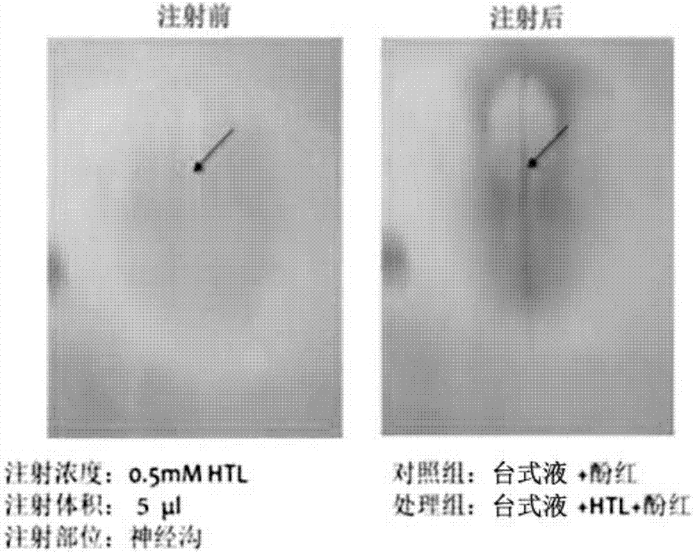 一种神经管畸形模型的构建方法及应用与流程