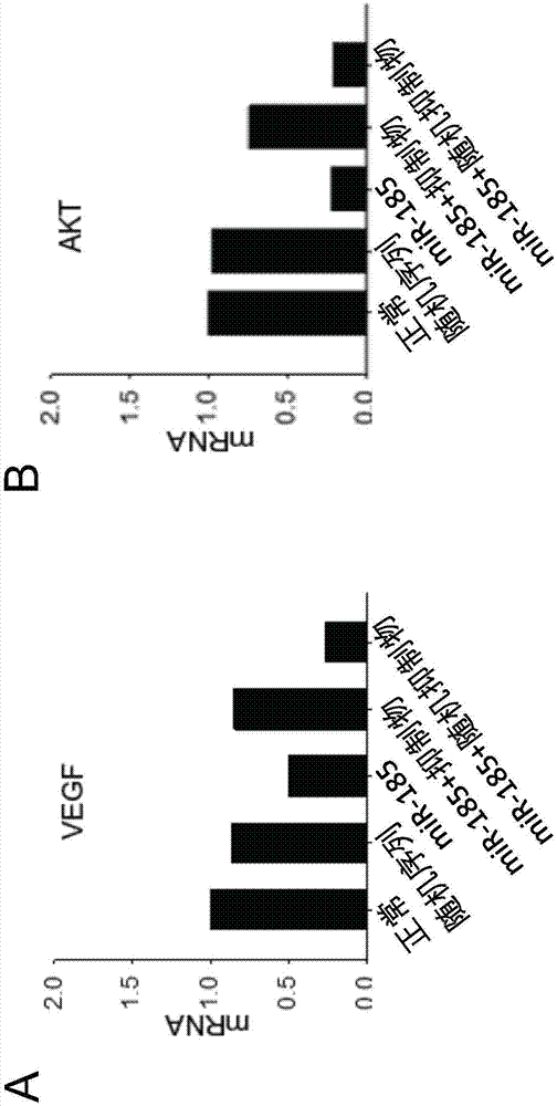 携带miR-185的外泌体及其用途的制作方法