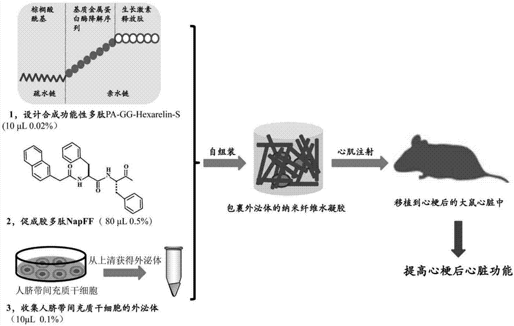 一种缓释外泌体的多肽纳米纤维水凝胶及其制备方法与应用与流程