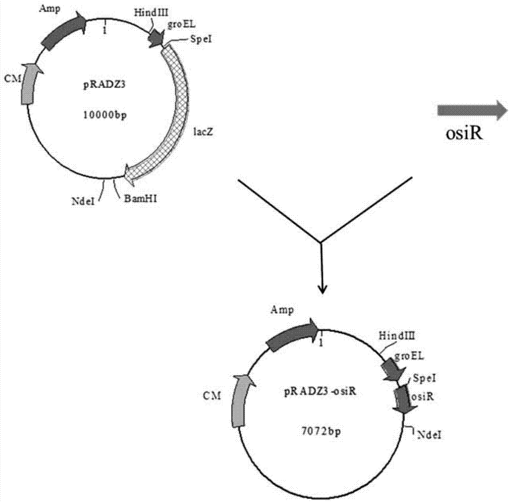 一种抗氧化及耐高温胁迫的非编码RNA OsiR及其用途的制作方法