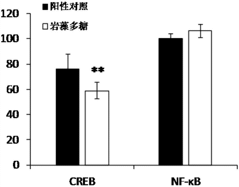 一种筛选CREB信号通路激动剂或抑制剂的方法与流程