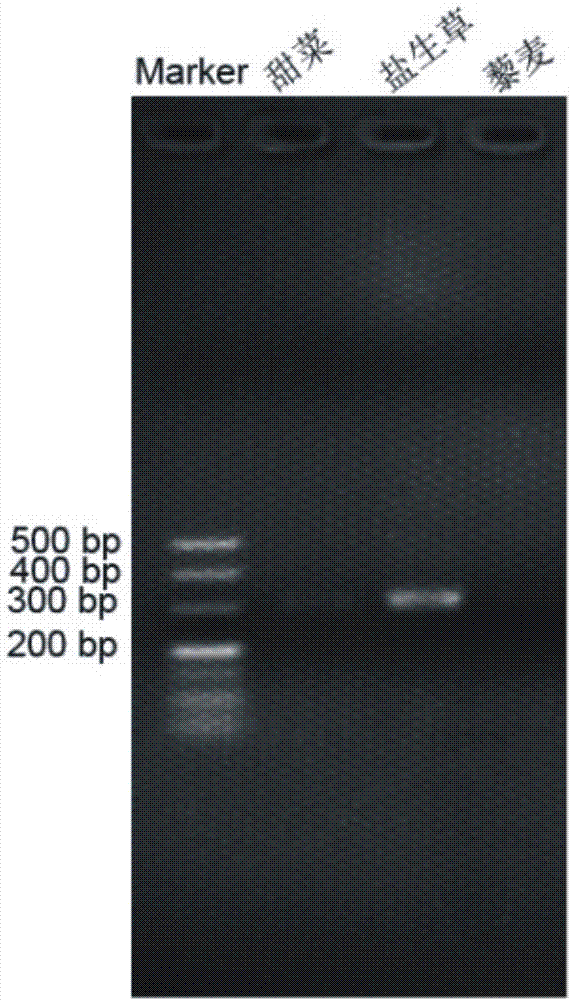 盐生草染色体着丝粒卫星DNA pBv序列的分离及其应用的制作方法