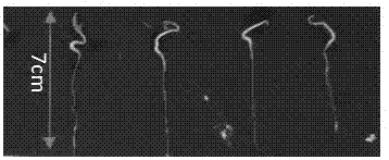 一种基于InDel分子标记鉴定辣椒雄性不育三系配套杂交种真实性和纯度的方法与流程