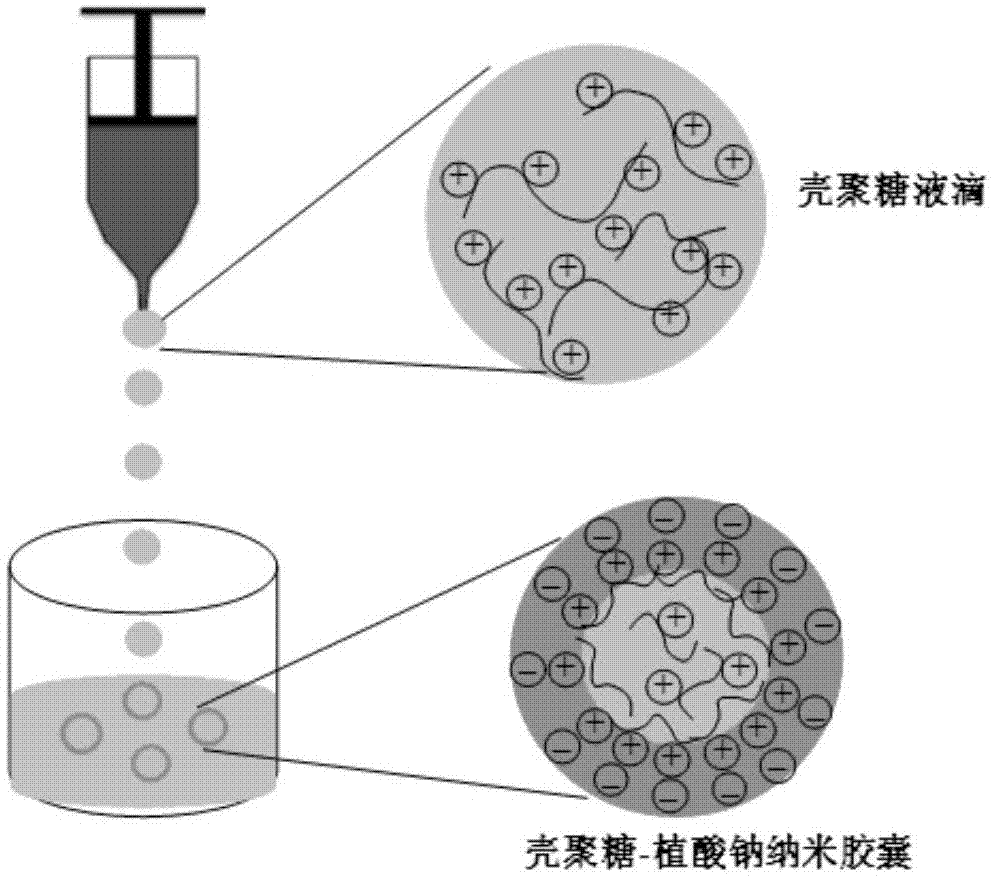 壳聚糖-植酸钠空心纳米胶囊的制备工艺及其应用的制作方法