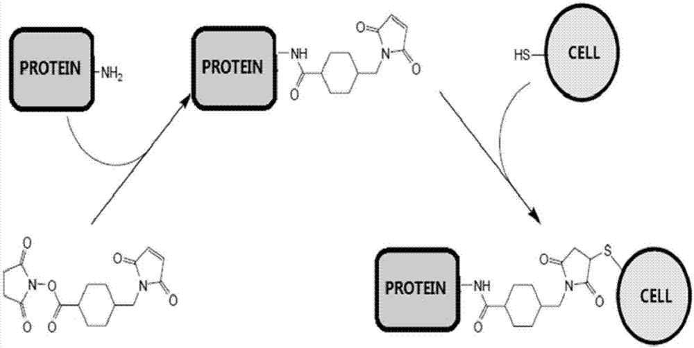 蛋白-细胞偶联物、其制备方法和用途与流程