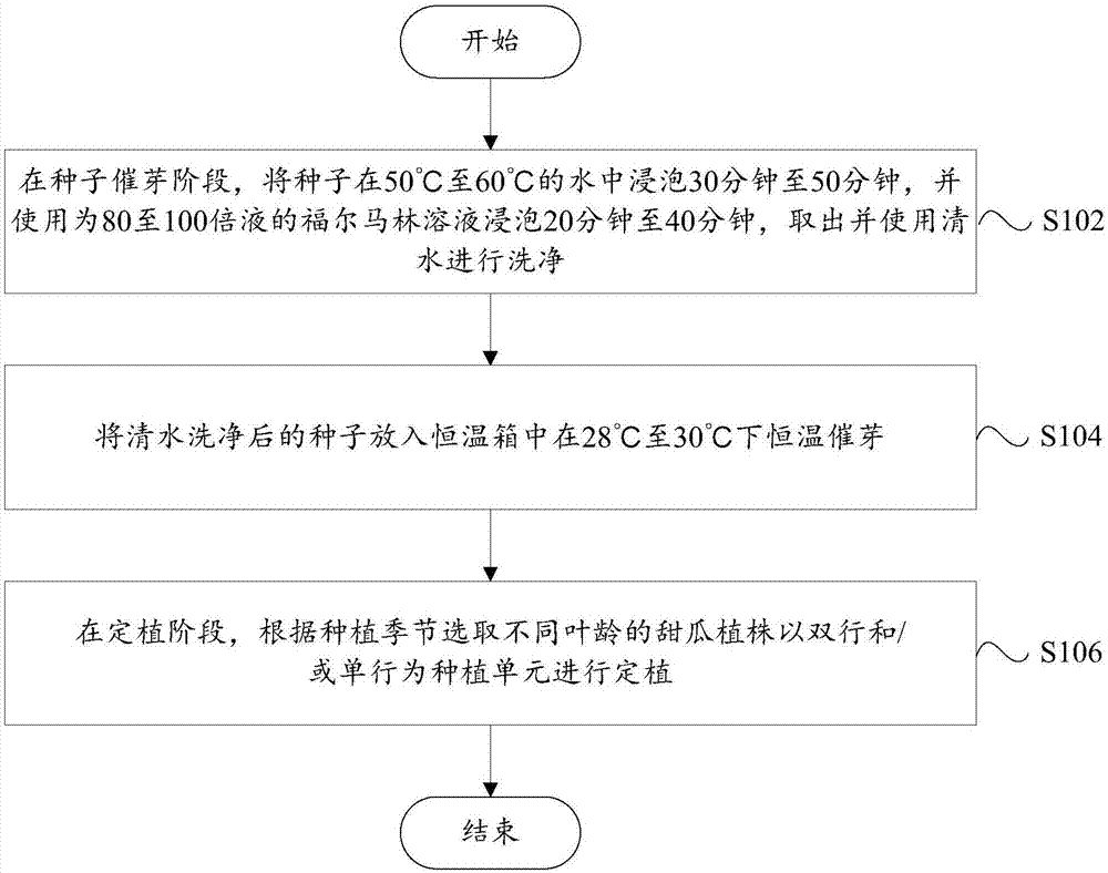 甜瓜种植方法与流程