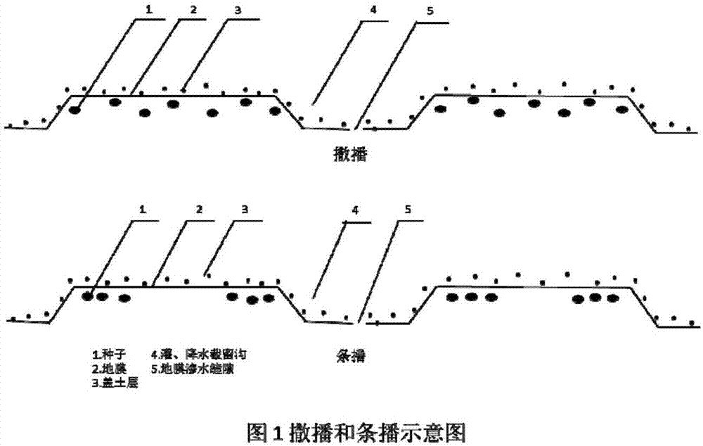 一种水稻旱直播地膜覆盖栽培新方法与流程