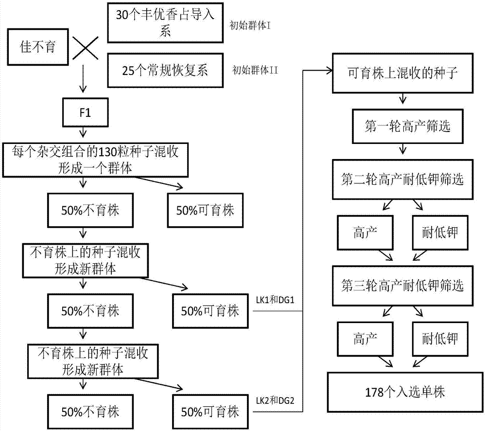 一种高效选育耐低钾高产水稻育种材料的方法与流程